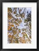 Framed Walton Trees In Autumn