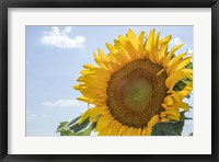 Framed Sunflowers Blooming Near Lavender Fields