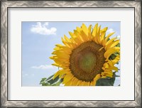 Framed Sunflowers Blooming Near Lavender Fields