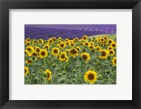 Framed Sunflowers Blooming Near Lavender Fields During Summer