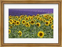 Framed Sunflowers Blooming Near Lavender Fields During Summer