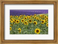 Framed Sunflowers Blooming Near Lavender Fields During Summer