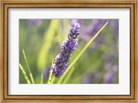 Framed Close-Up Of Lavender Blooms