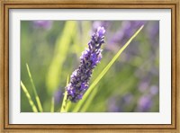 Framed Close-Up Of Lavender Blooms