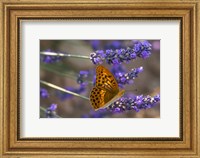 Framed Marbled Butterfly On Valensole