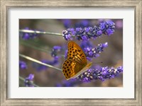Framed Marbled Butterfly On Valensole