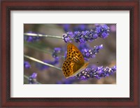 Framed Marbled Butterfly On Valensole