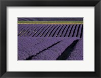 Framed Lavender Fields On Valensole Plain, Provence, Southern France