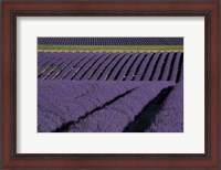 Framed Lavender Fields On Valensole Plain, Provence, Southern France