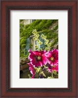 Framed Hollyhocks Flowers Blooming In Provence