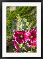 Framed Hollyhocks Flowers Blooming In Provence