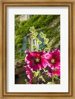 Framed Hollyhocks Flowers Blooming In Provence