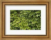 Framed Natural Plants And Leaves Growing On Wall In Provence