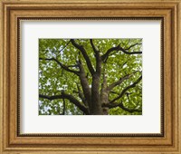 Framed Giant Oak Hainich Woodland In Thuringia, Germany