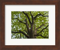Framed Giant Oak Hainich Woodland In Thuringia, Germany