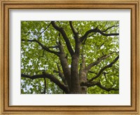 Framed Giant Oak Hainich Woodland In Thuringia, Germany