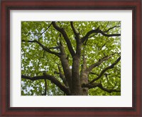 Framed Giant Oak Hainich Woodland In Thuringia, Germany