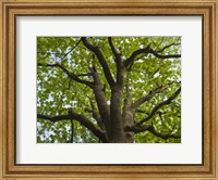 Framed Giant Oak Hainich Woodland In Thuringia, Germany