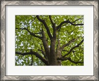 Framed Giant Oak Hainich Woodland In Thuringia, Germany