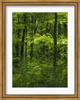 Framed Woodland Hainich In Thuringia, Germany