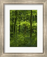 Framed Woodland Hainich In Thuringia, Germany