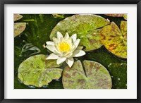 Framed Lily Pad