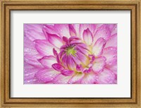 Framed Pink Dahlia