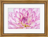 Framed Dahlia Close Up