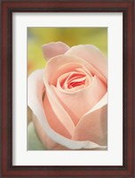 Framed Pink Rose