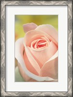 Framed Pink Rose