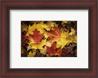 Framed Maples Leaves In Autumn