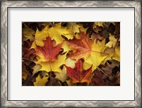 Framed Maples Leaves In Autumn