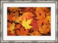 Framed Red, Orange And Yellow Maples Leaves In Autumn