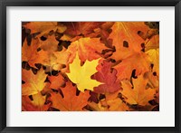 Framed Red, Orange And Yellow Maples Leaves In Autumn