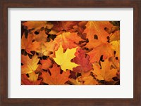 Framed Red, Orange And Yellow Maples Leaves In Autumn