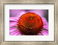 Framed Purple Coneflower