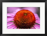 Framed Purple Coneflower