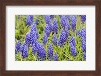 Framed Grape Hyacinth