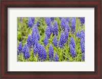 Framed Grape Hyacinth