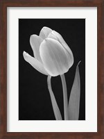 Framed Tulip