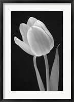 Framed Tulip