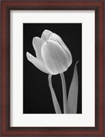 Framed Tulip