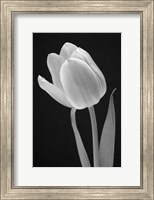 Framed Tulip