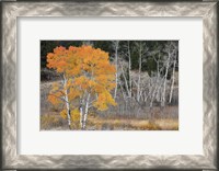 Framed Late Autumn Aspens