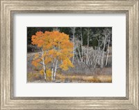Framed Late Autumn Aspens