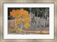 Framed Late Autumn Aspens