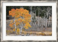 Framed Late Autumn Aspens