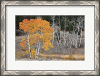 Framed Late Autumn Aspens