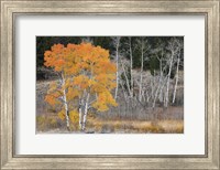 Framed Late Autumn Aspens