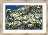 Framed White Dogwood Tree